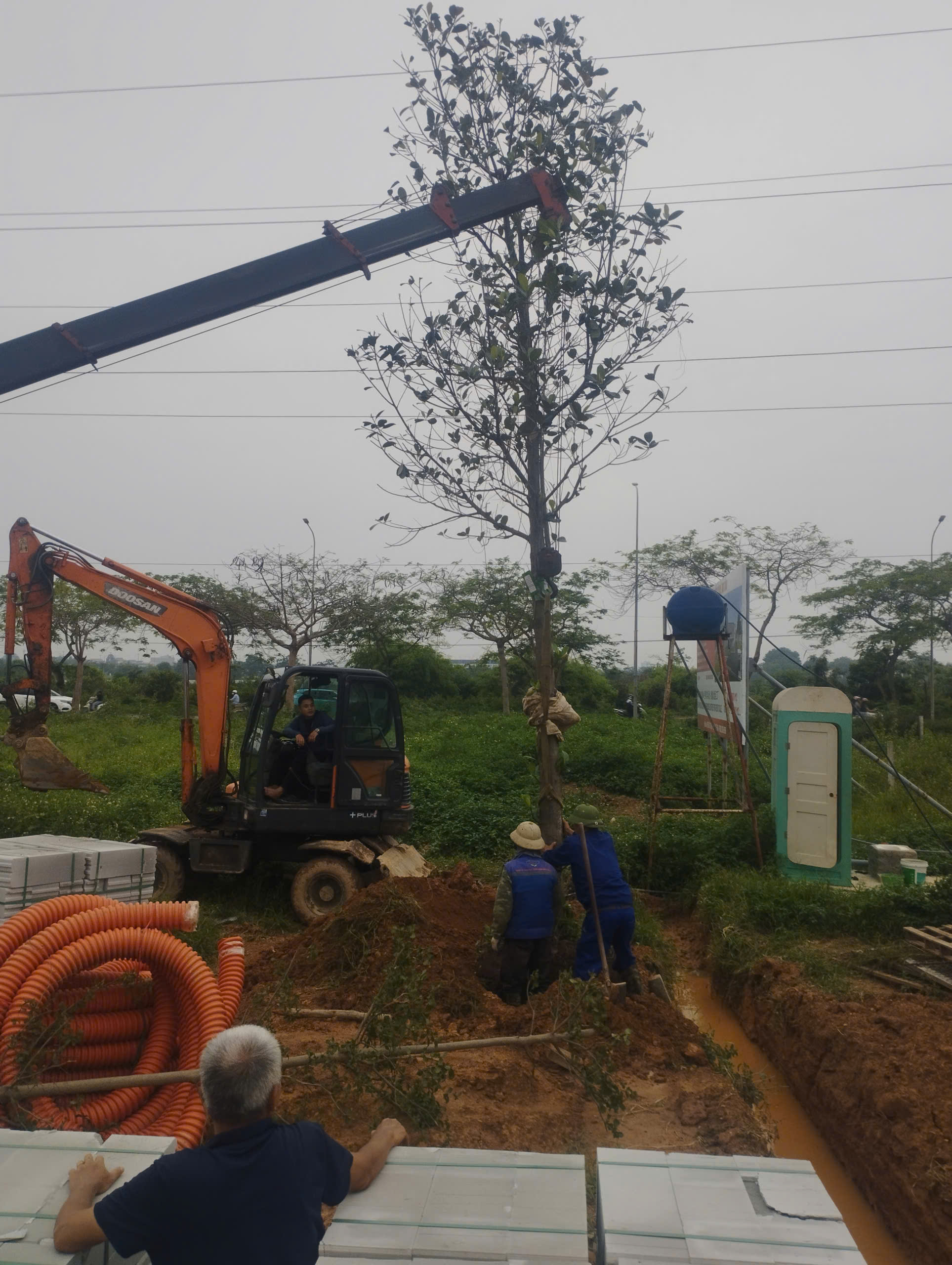 KCN Sơn Lôi trồng cây xanh